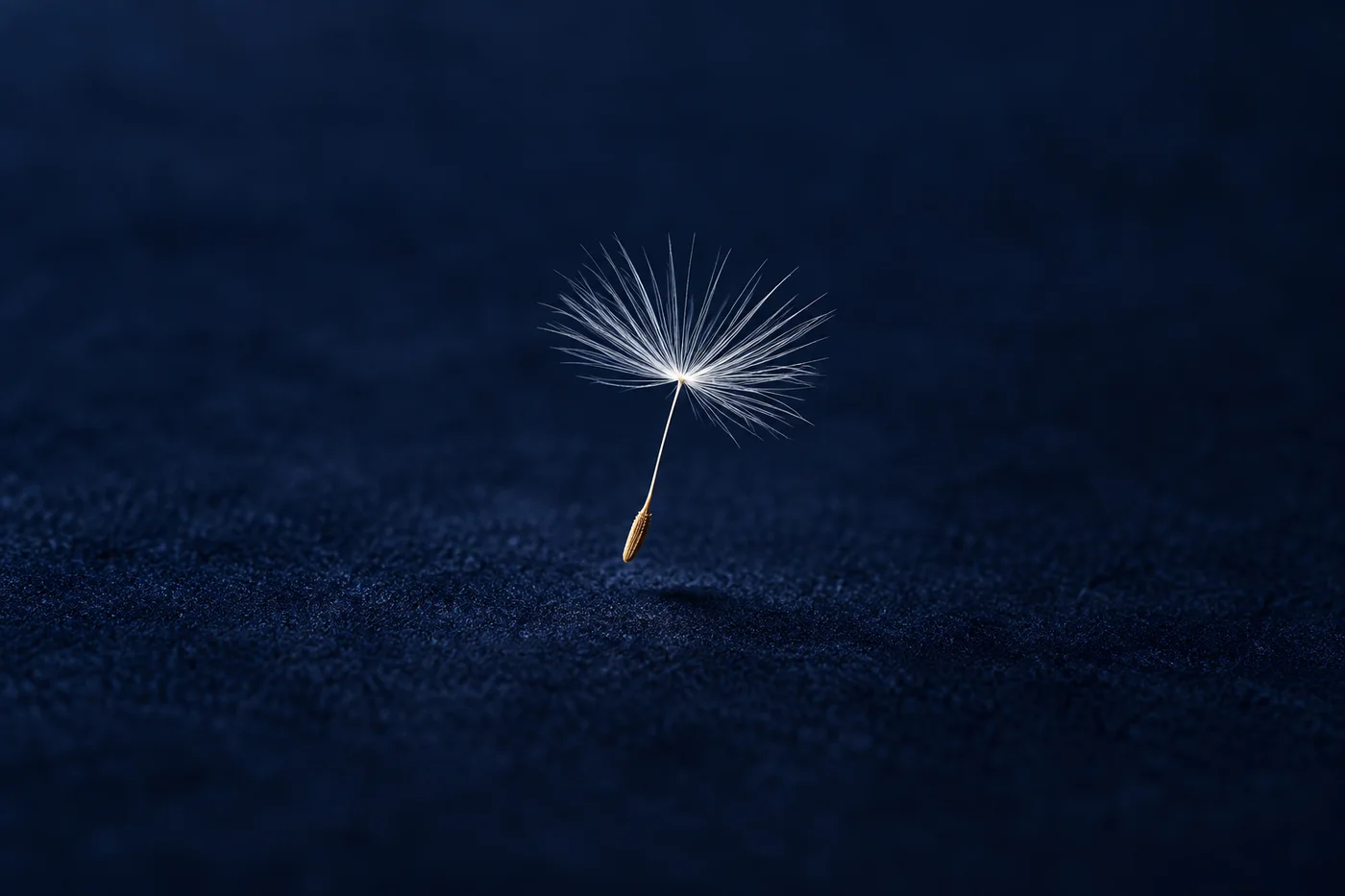 A single dandelion seed drifts just above dark indigo velvet.