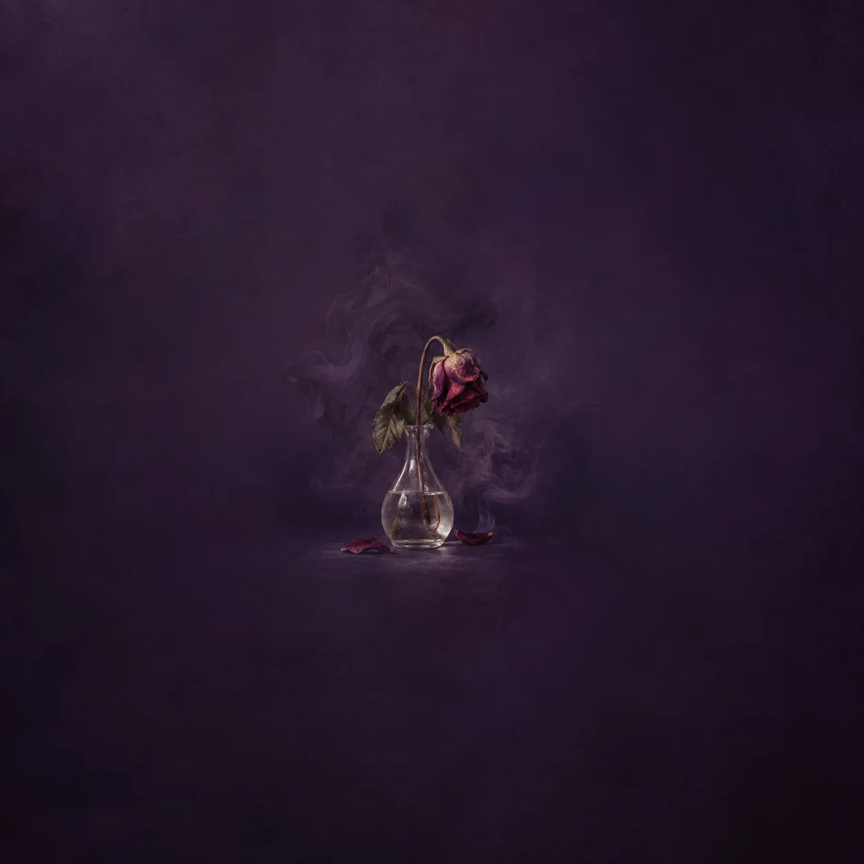 Painterly wilted red rose in a glass vase surrounded by dark smoke against deep violet.