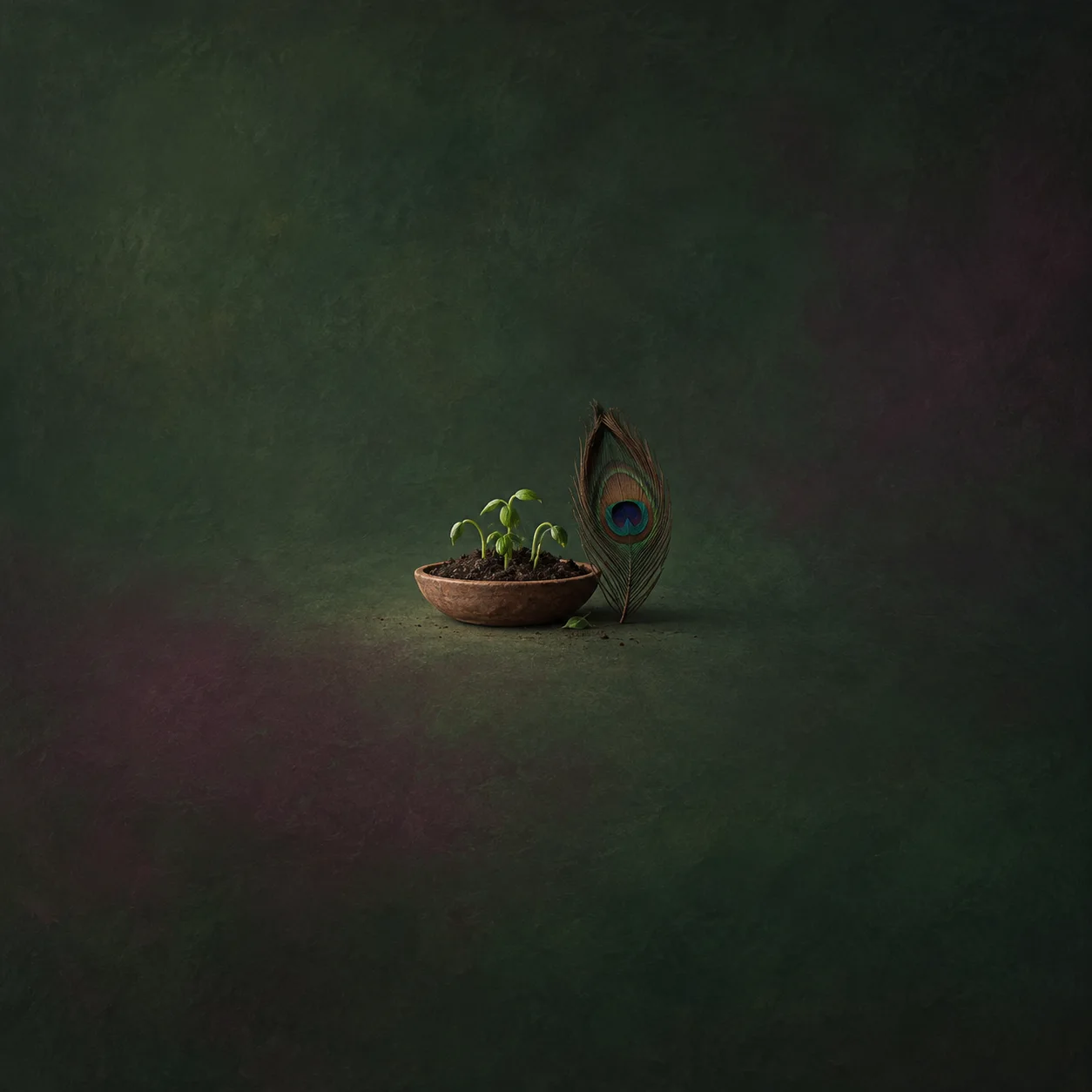 Green sprouts grow in a shallow bowl of soil beside an upright peacock feather against dark green.