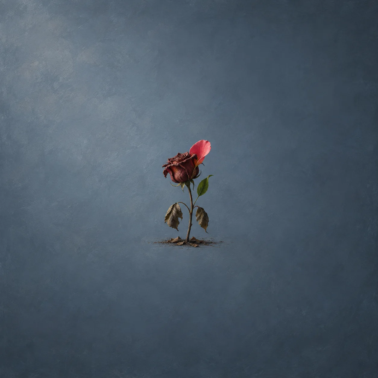 A wilted dark rose with drooping leaves has one bright pink petal against a slate-blue background.