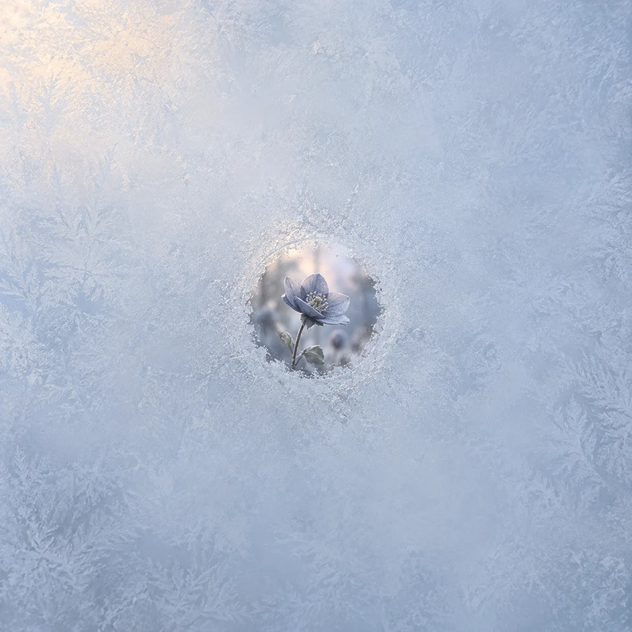 A blue-grey flower is visible through a small clear circle in a frosted glass pane.
