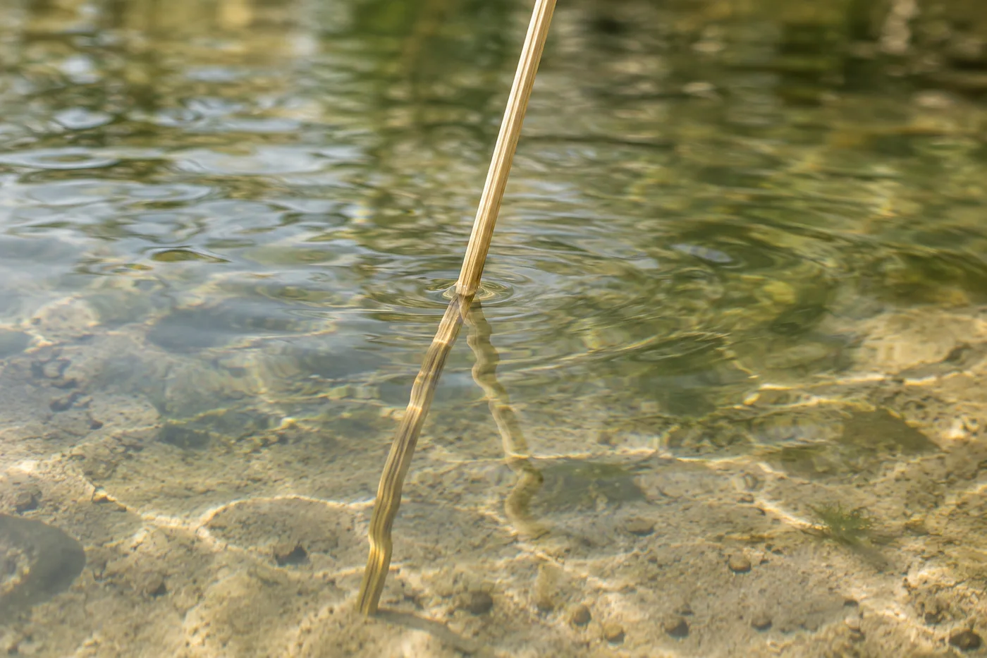 A pale reed enters shallow water, with its outline and reflection wavering among ripples.