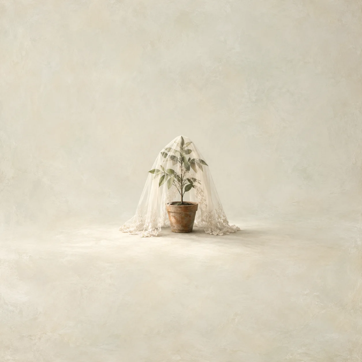 Painterly small potted sapling draped with a translucent white veil against cream.