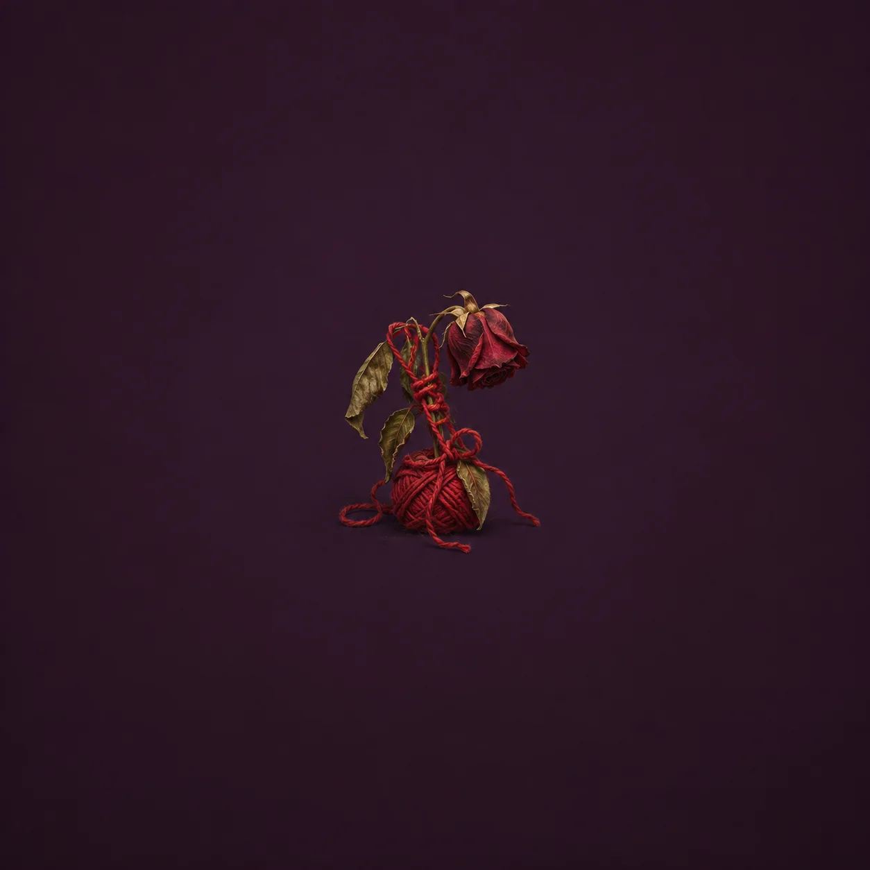 Painterly wilted rose tangled in red yarn against deep plum.