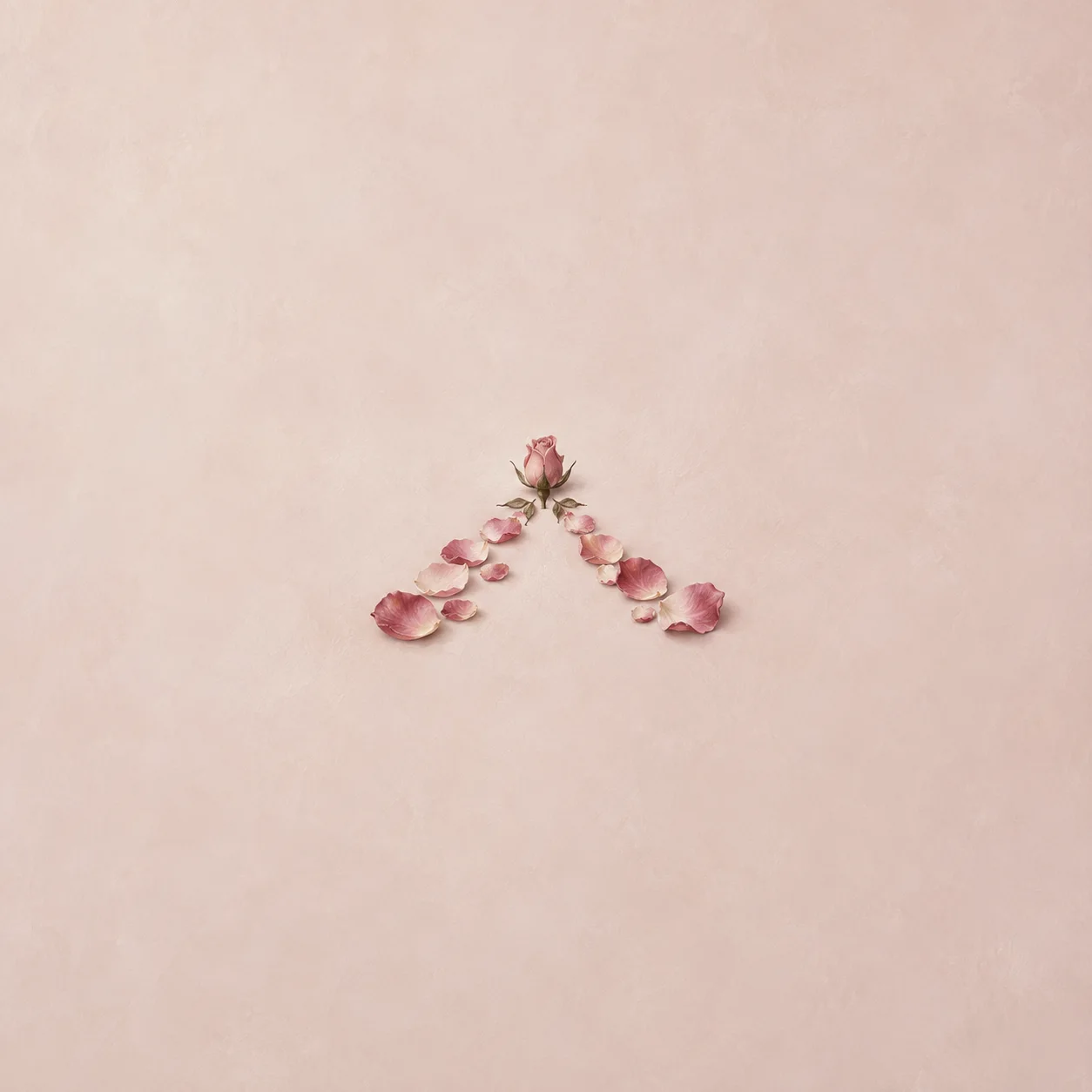 Pink rose petals form two diverging lines leading toward a small rosebud on a pale pink surface.